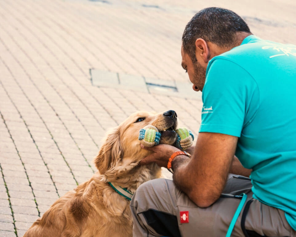 Trainer spielt mit Hund mit einem Spielzeug.
