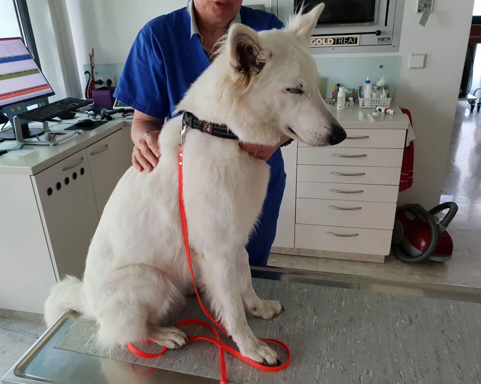 Hund sitzt bei Tierarzt auf Tisch.