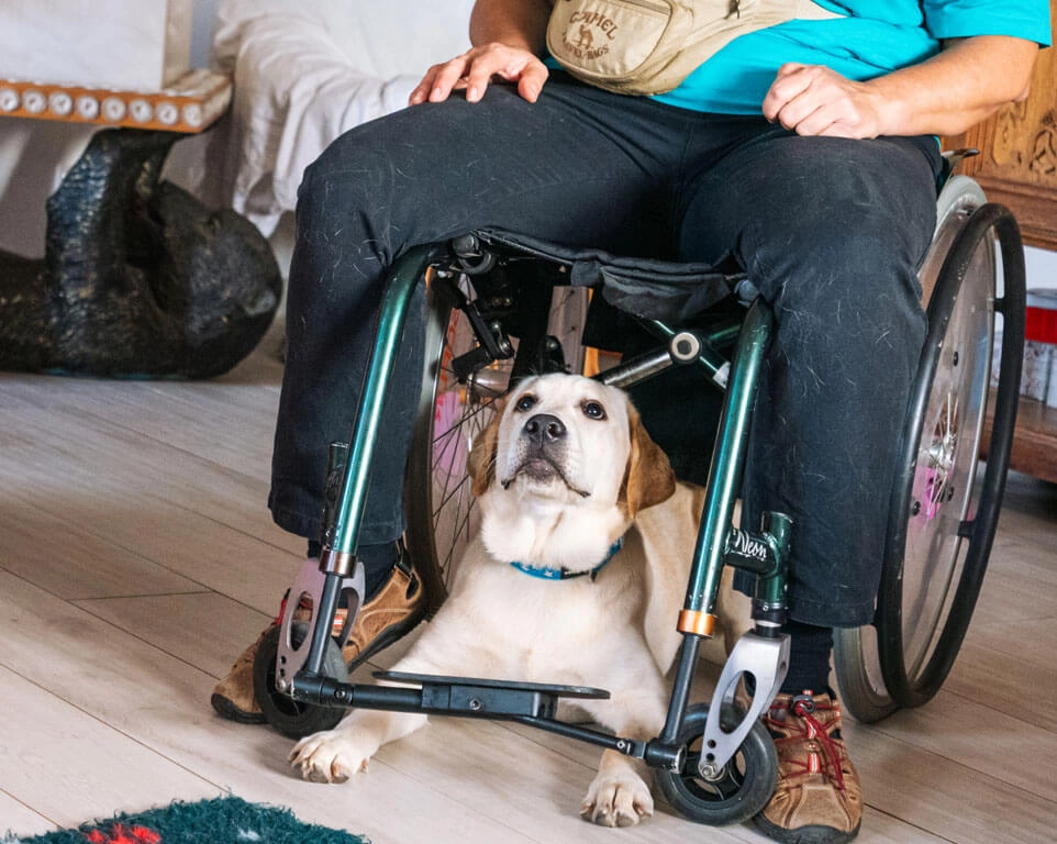 Hund sitzt unter Mensch im Rollstuhl und schaut nach oben.