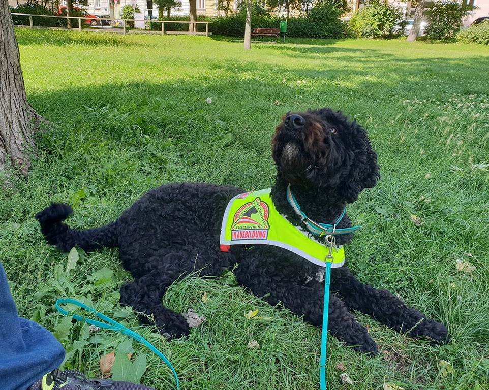 Assistenzhund liegt in Wiese.