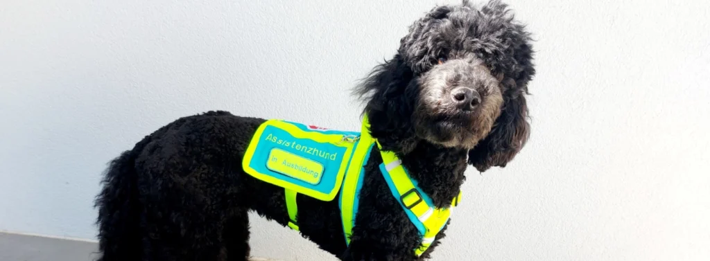 Hund mit Geschirr auf dem In Ausbildung steht.
