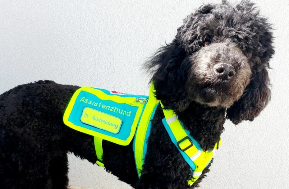 Hund mit Geschirr auf dem In Ausbildung steht.