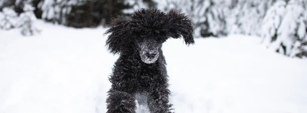 Hund spielt im Schnee.