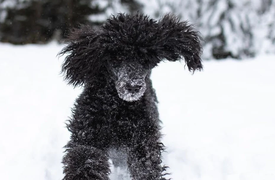 Hund spielt im Schnee.