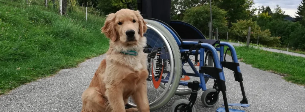 Hund sitzt auf Straße vor einem Rollstuhl.
