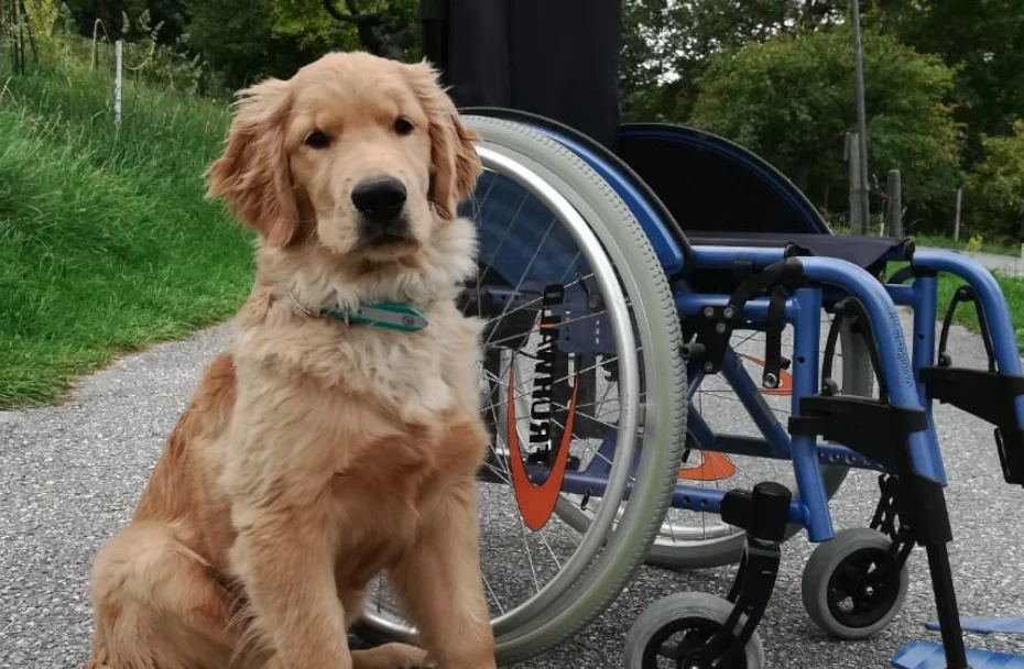 Hund sitzt auf Straße vor einem Rollstuhl.