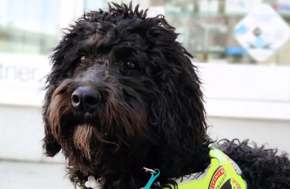Hund liegt am Boden und trägt Geschirr auf dem In Ausbildung steht.