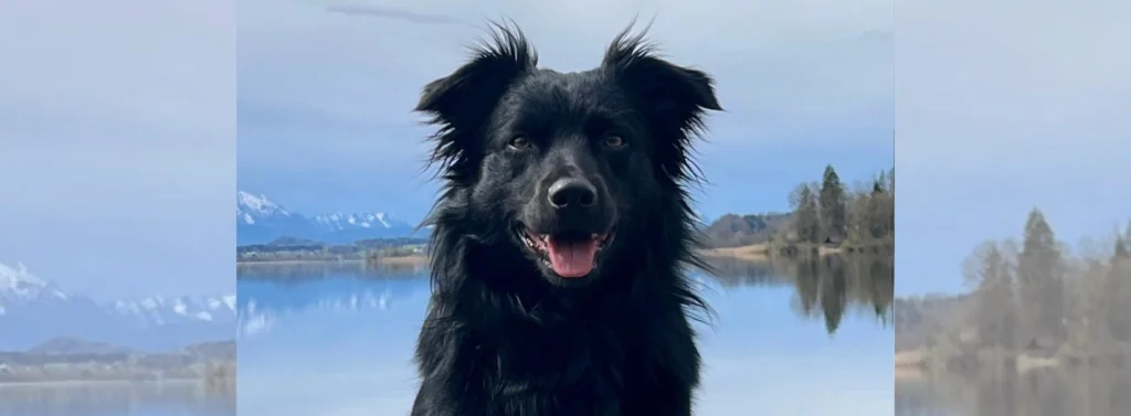 Hechelnder Hund. Im Hintergrund ist ein See und Berge.