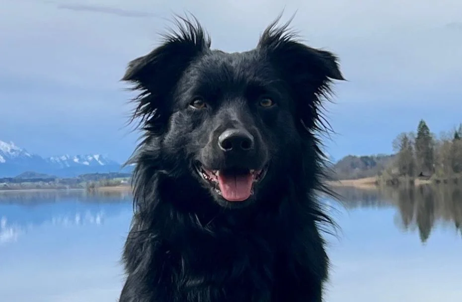 Hechelnder Hund. Im Hintergrund ist ein See und Berge.