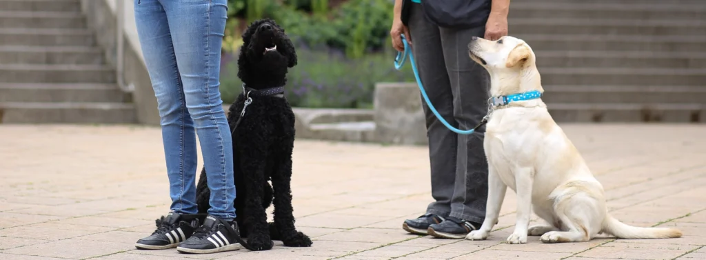 Zwei Hunde sitzen an den Seiten ihrer jeweiligen Trainer.