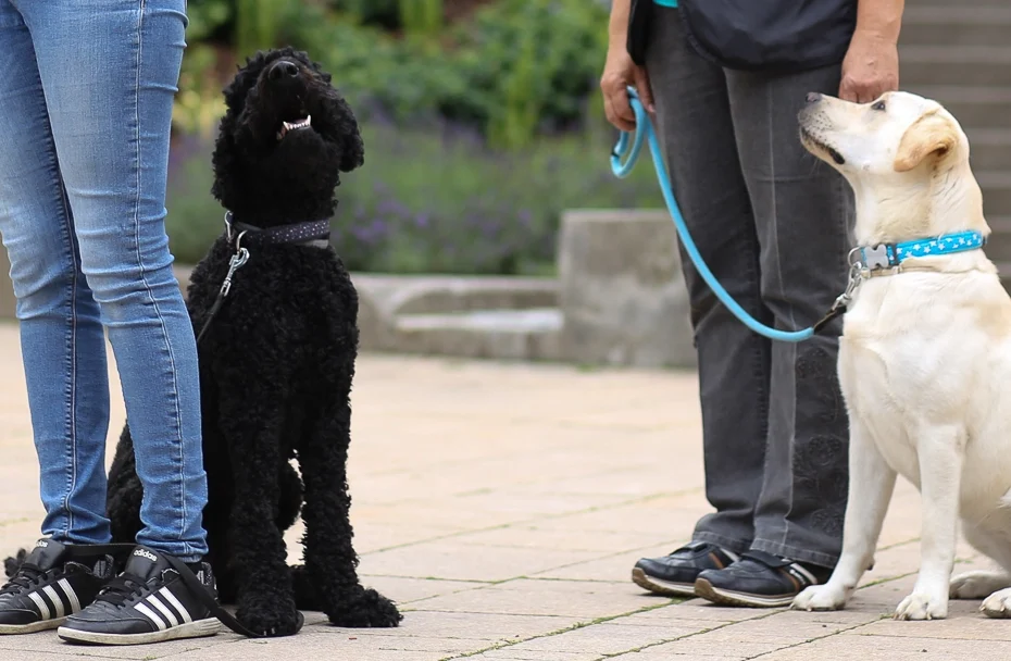 Zwei Hunde sitzen an den Seiten ihrer jeweiligen Trainer.