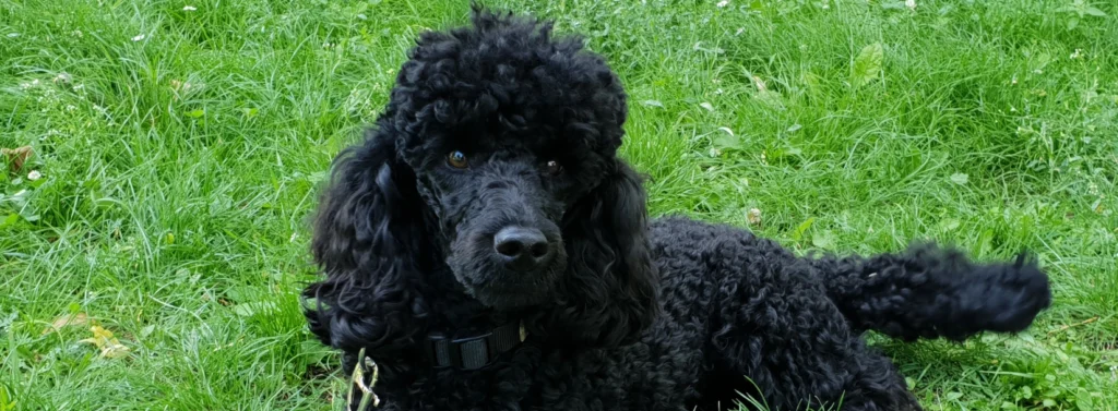 Hund liegt am Gras