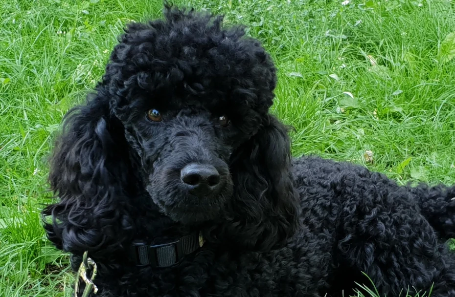 Hund liegt am Gras