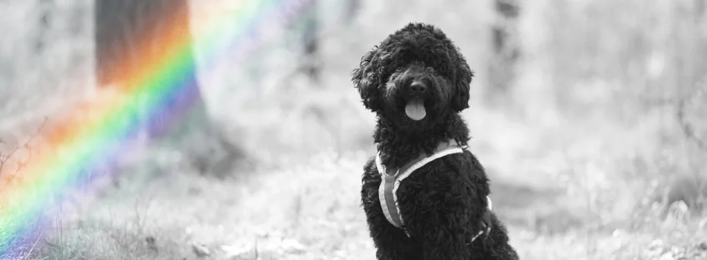 Ein unfarbiges Bild von einem Hund, der im Wald sitzt. Ein Regenbogen zieht sich über das Bild.