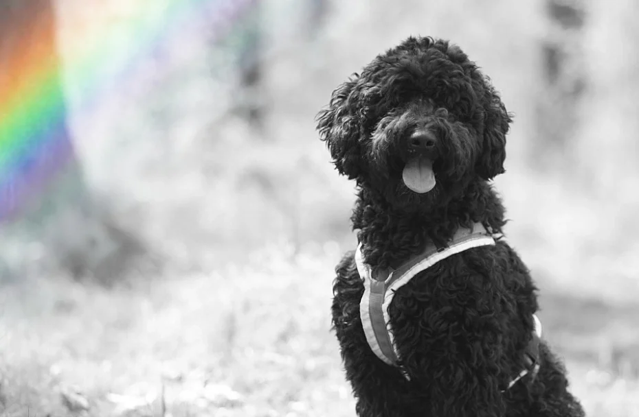 Ein unfarbiges Bild von einem Hund, der im Wald sitzt. Ein Regenbogen zieht sich über das Bild.