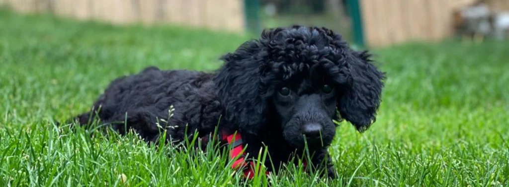 Ein Hund liegt im Gras.