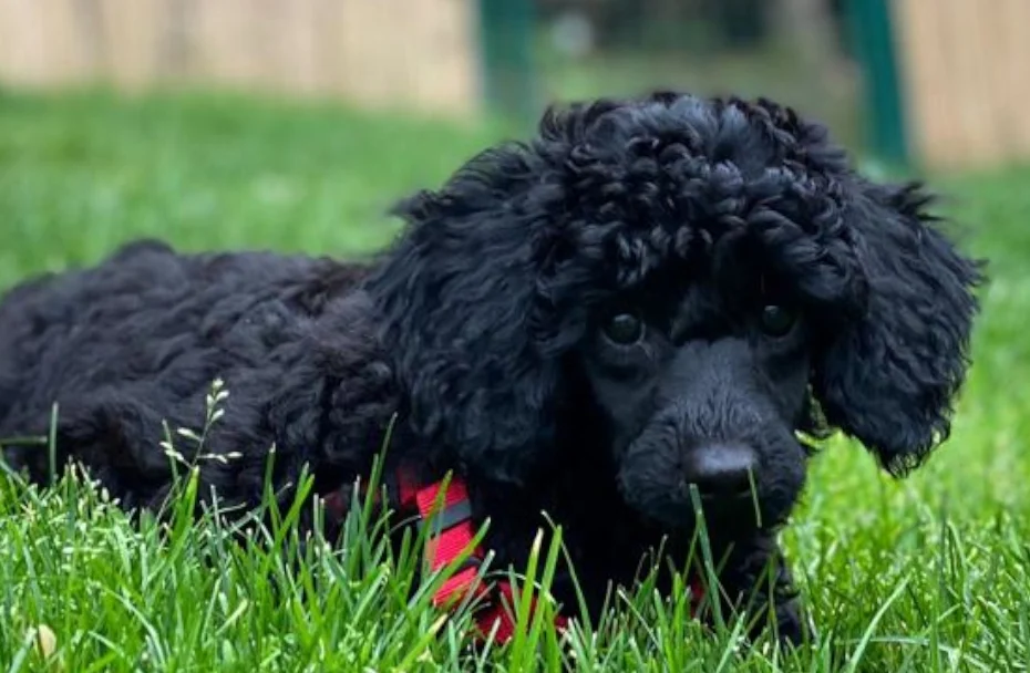 Ein Hund liegt im Gras.