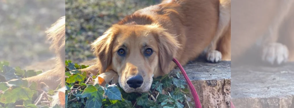 Hund liegt am Boden. Sein Kopf ist auf Blättern abgelegt.