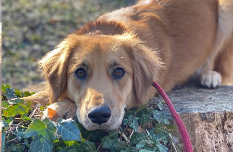 Hund liegt am Boden. Sein Kopf ist auf Blättern abgelegt.