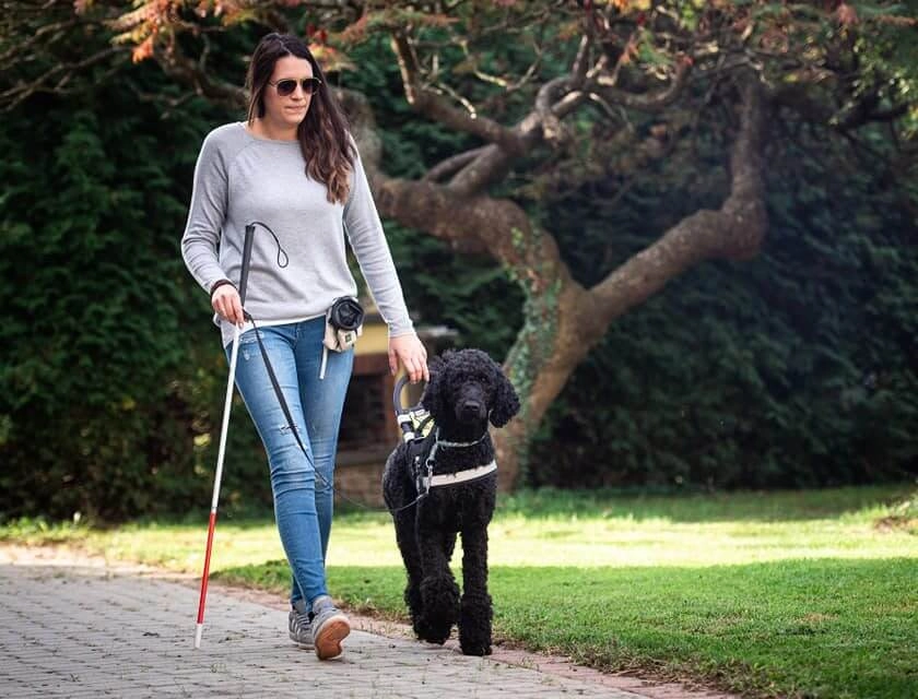Frau mit Sonnenbrille und Blindenstock geht mit Assistenzhund spazieren. Sie hält sich an dem Hund fest.
