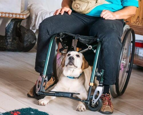 Hund sitzt unter Mensch im Rollstuhl und schaut nach oben.