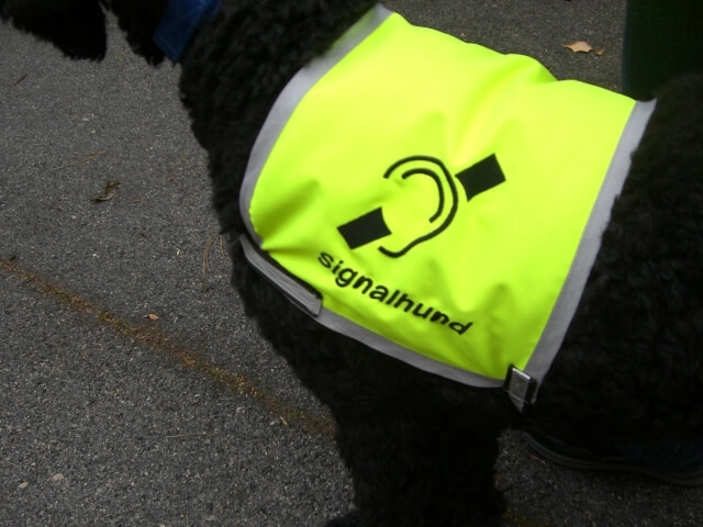 Hund trägt ein Geschirr auf dem Signalhund steht.