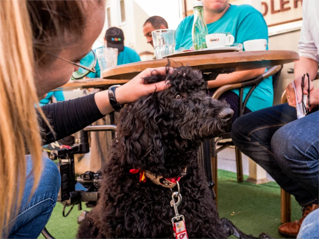 Assistenzhund wird von Personen gestreichelt.