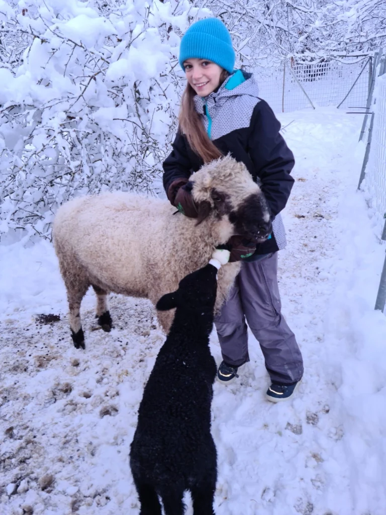 Mädchen steht in schneebedecktem Garten und füttert zwei Schafe, die sich an sie drücken.