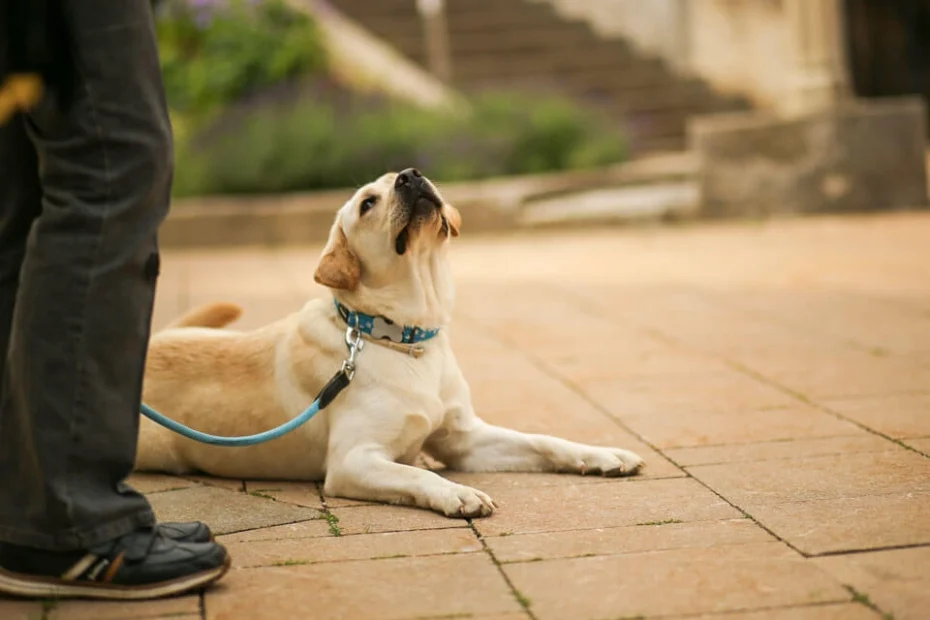 Hund liegt am Boden und schaut nach oben auf die Person, die seine Leine hält.
