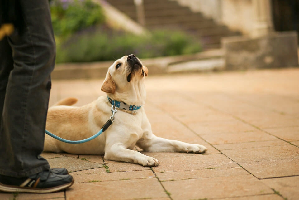 Hund liegt am Boden und schaut nach oben auf die Person, die seine Leine hält.