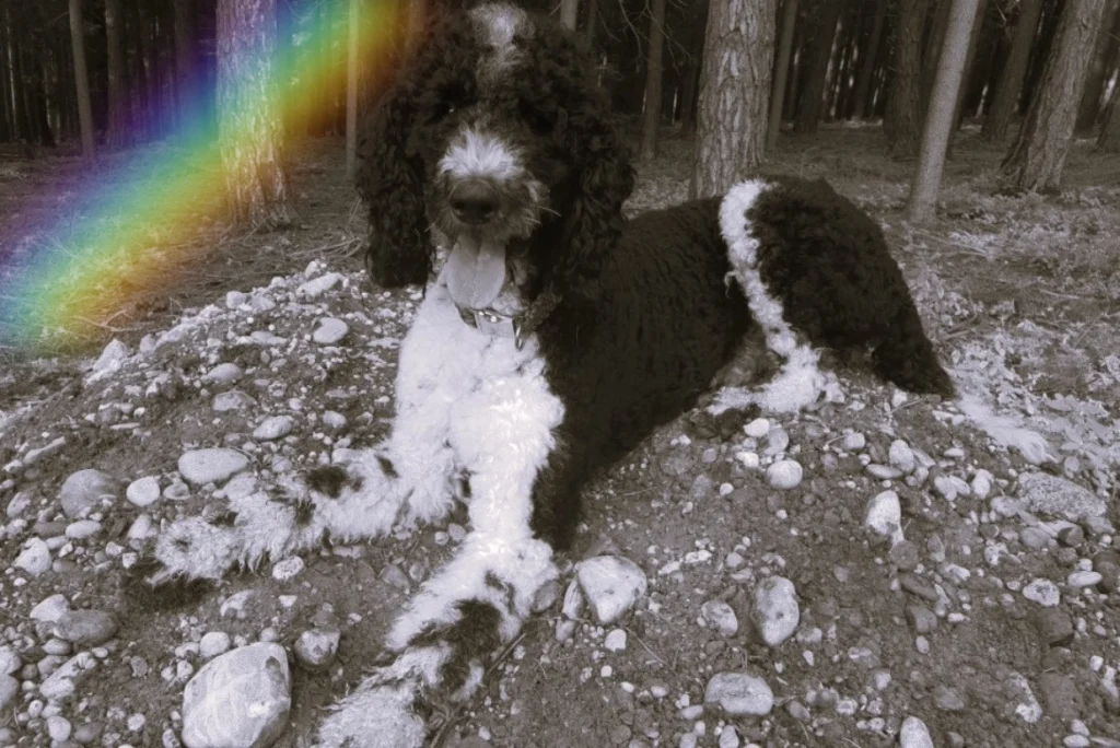 Ein unfarbiges Bild von einem Hund, der im Wald liegt. Ein Regenbogen zieht sich über das Bild.