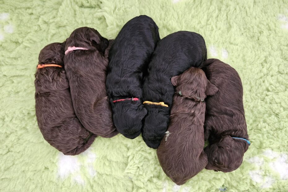 Fotos wurf 2024 (3016)