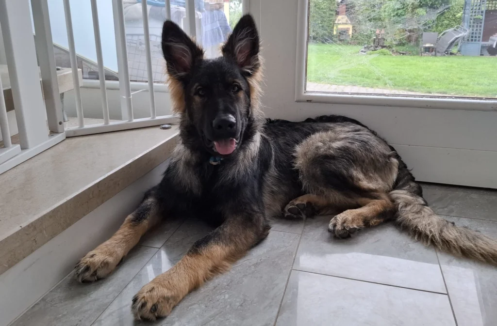 Ein Hund liegt am Boden und hechelt.