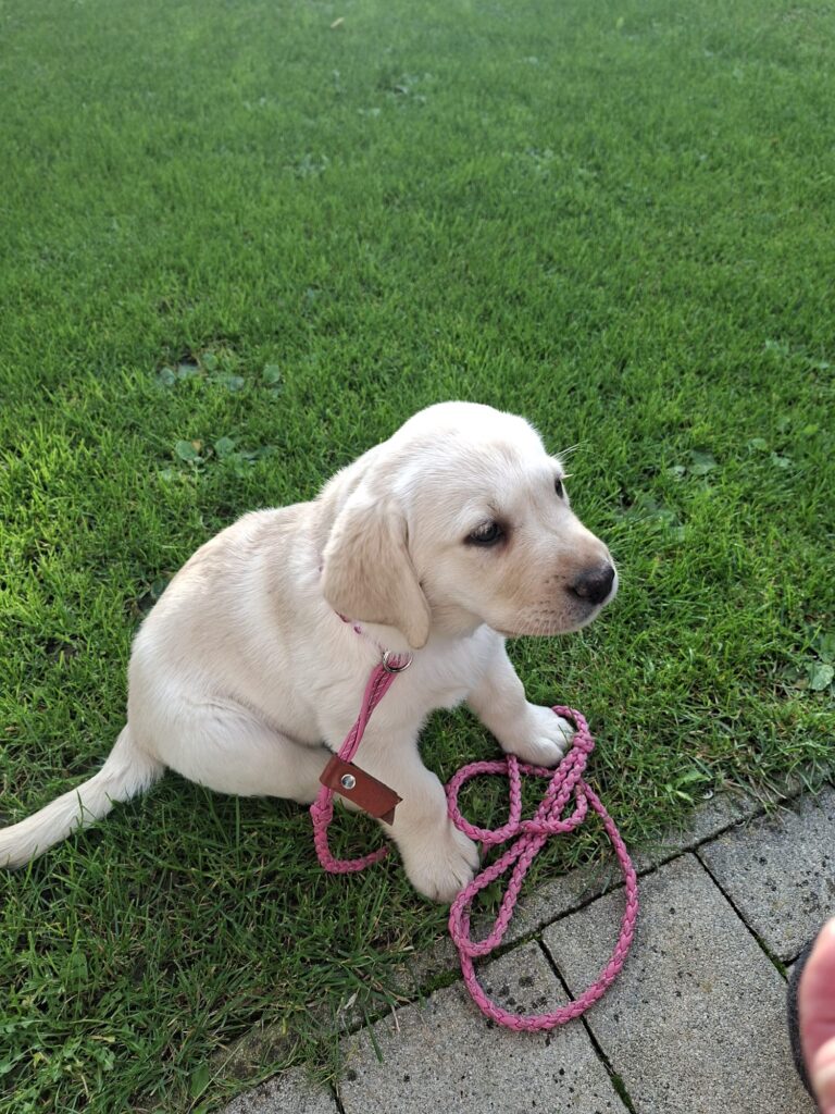 Reni, Welpe, mit der Leine.