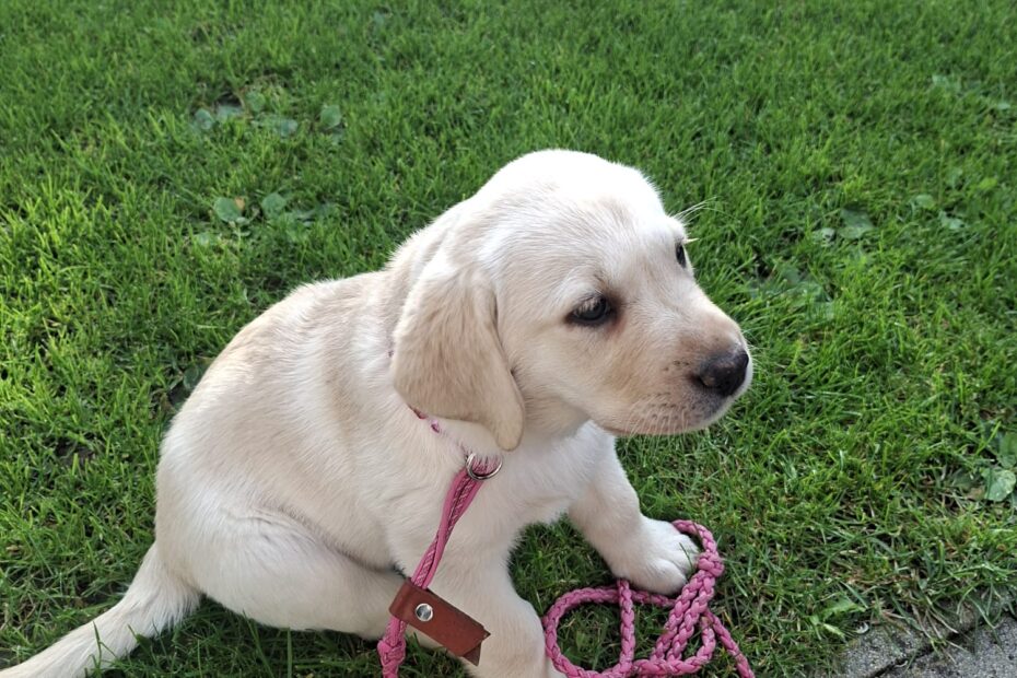 Reni, Welpe, mit der Leine.